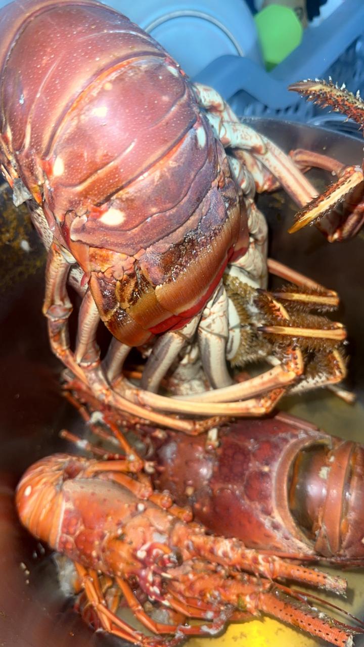 Fresh Lobster